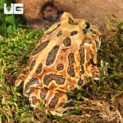 Adult Coffee Pacman Frogs For Sale - Underground Reptiles