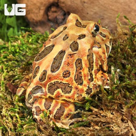 Adult Coffee Pacman Frogs For Sale - Underground Reptiles