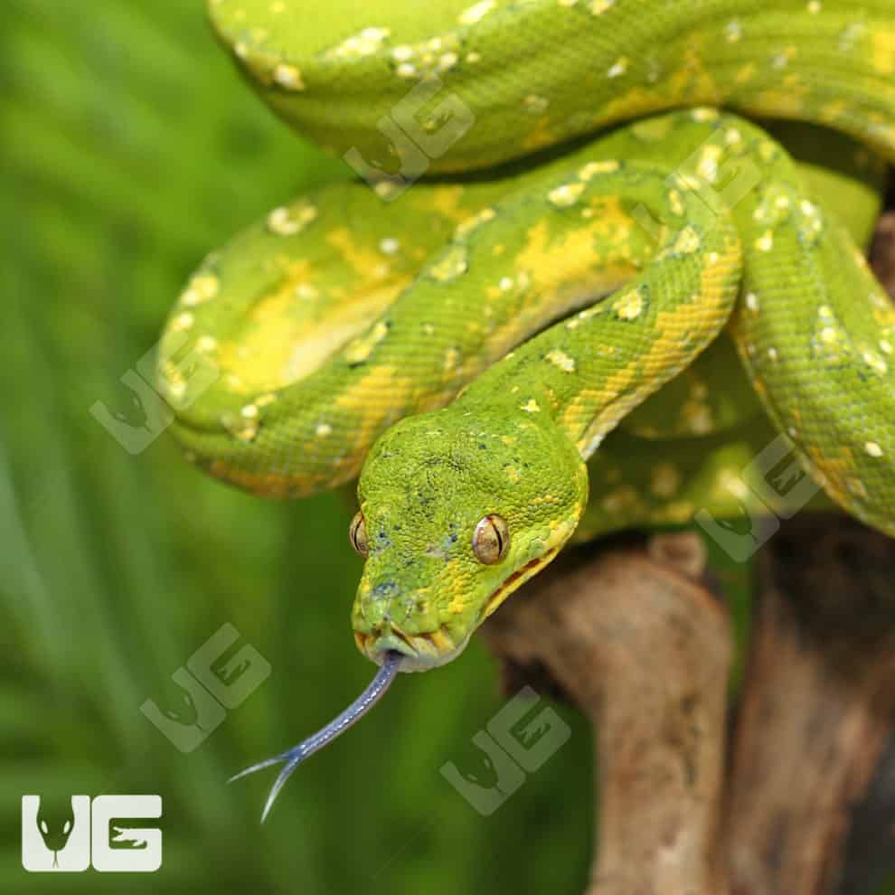 Adult Biak Green Tree Pythons (Morelia viridis) For Sale - Underground ...