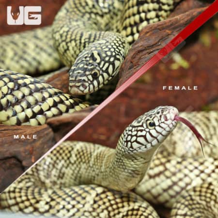 Adult Brooks Kingsnake Pair (Lampropeltis getula brooksi) for sale