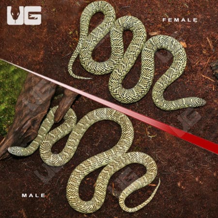 Adult Brooks Kingsnake Pair (Lampropeltis getula brooksi) for sale