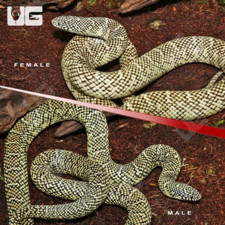 Adult Brooks Kingsnake Pair (Lampropeltis getula brooksi) for sale
