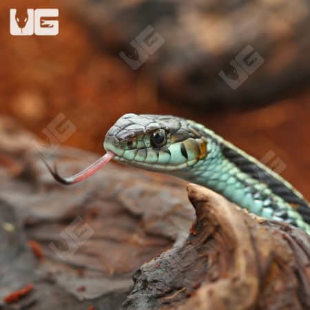 Female Adult Valley Garter Snake (Thamnophis sirtalis fitchi) for sale - Underground Reptiles