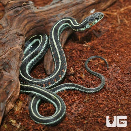 Female Adult Valley Garter Snake (Thamnophis sirtalis fitchi) for sale - Underground Reptiles