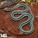 Female Adult Valley Garter Snake (Thamnophis sirtalis fitchi) for sale - Underground Reptiles