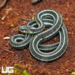 Female Adult Valley Garter Snake (Thamnophis sirtalis fitchi) for sale - Underground Reptiles