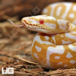 Albino Leopard Ball Pythons (Python regius) for sale