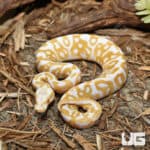 Albino Leopard Ball Pythons (Python regius) for sale
