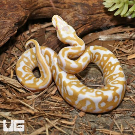 Albino Leopard Ball Pythons (Python regius) for sale