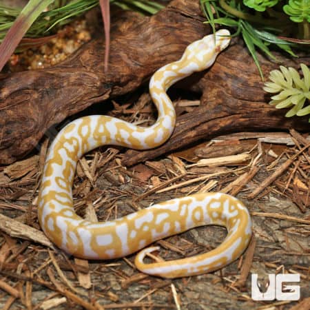 Albino Leopard Pastel Ball Pythons (Python regius) For Sale - Underground Reptiles