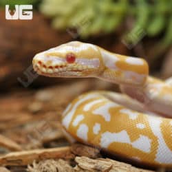 Albino Leopard Pastel Ball Pythons (Python regius) For Sale - Underground Reptiles