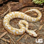Albino Leopard Pastel Ball Pythons (Python regius) For Sale - Underground Reptiles