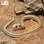 Hatchling Egyptian False Cobra (Malpolon moilensis) For Sale - Underground Reptiles
