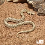 Hatchling Egyptian False Cobra (Malpolon moilensis) For Sale - Underground Reptiles