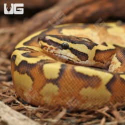 Enchi Freeway Ball Pythons (Python regius) For Sale - Underground Reptiles
