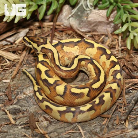 Enchi Freeway Ball Pythons (Python regius) For Sale - Underground Reptiles