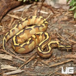 Enchi Freeway Ball Pythons (Python regius) For Sale - Underground Reptiles