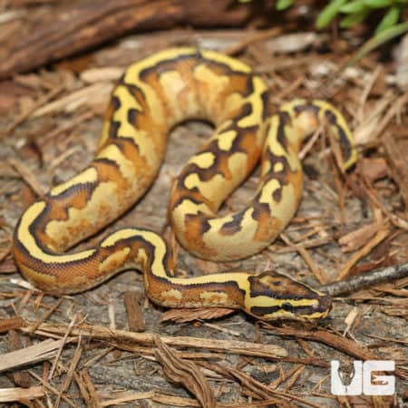 Enchi Freeway Ball Pythons (Python regius) For Sale - Underground Reptiles