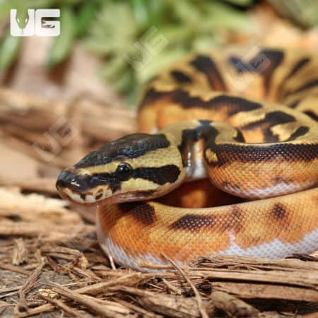 Baby Male Enchi Pied Ball Pythons (Python regius) For Sale - Underground Reptiles
