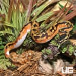 Baby Male Enchi Pied Ball Pythons (Python regius) For Sale - Underground Reptiles