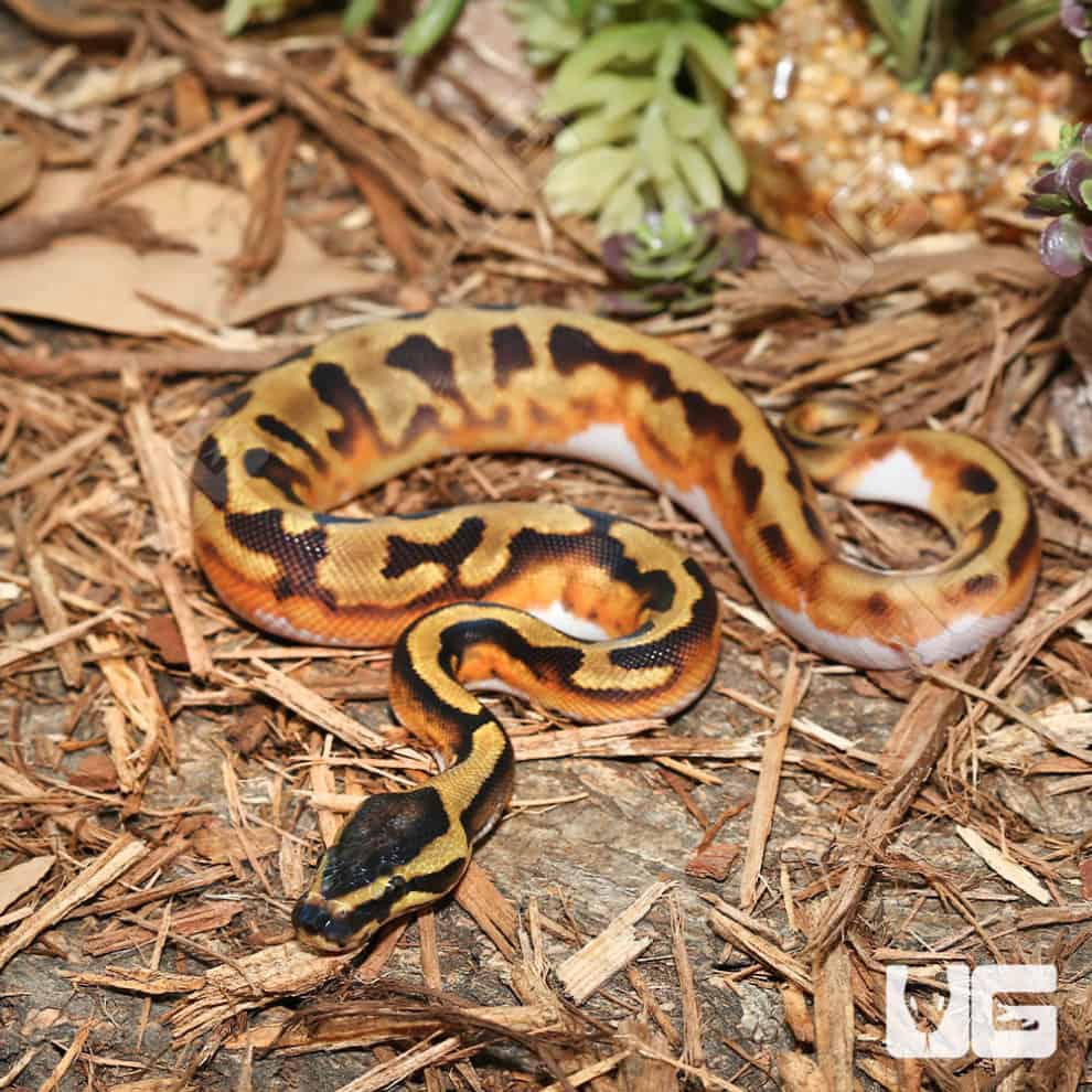 Baby Enchi Pied Ball Python For Sale - Underground Reptiles