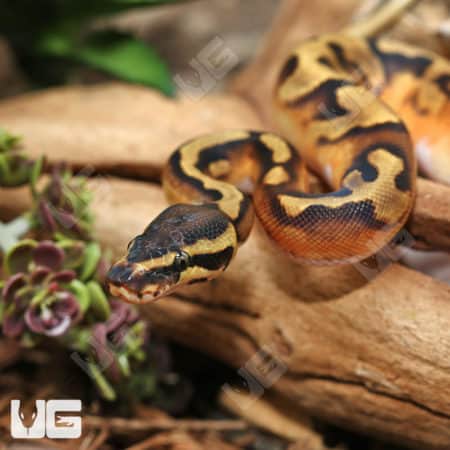 Baby Male Enchi Pied Ball Pythons (Python regius) for sale