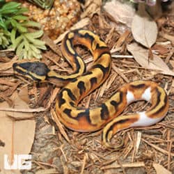 Baby Male Enchi Pied Ball Pythons (Python regius) for sale