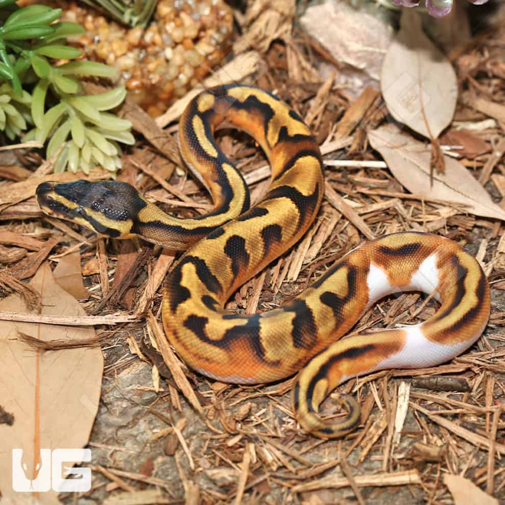 Baby Enchi Pied Ball Python For Sale - Underground Reptiles