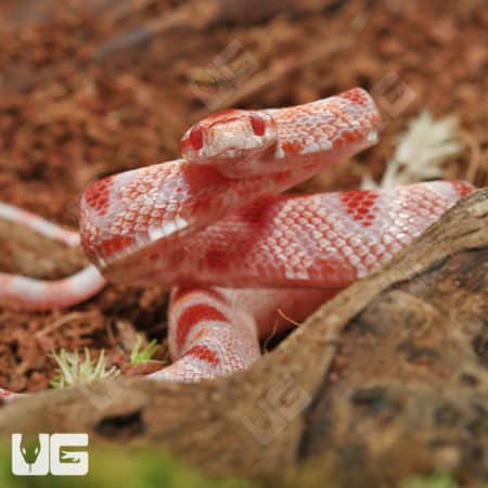 Baby Extreme Reverse Okeetee Cornsnakes (Pantherophis guttatus) for sale