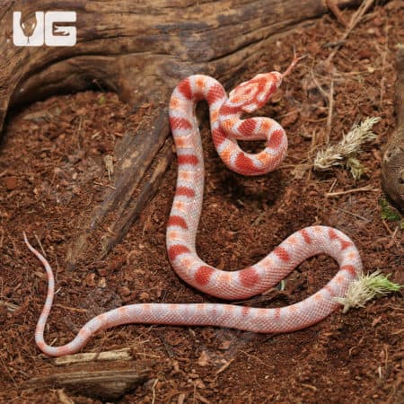 Baby Extreme Reverse Okeetee Cornsnakes (Pantherophis guttatus) for sale