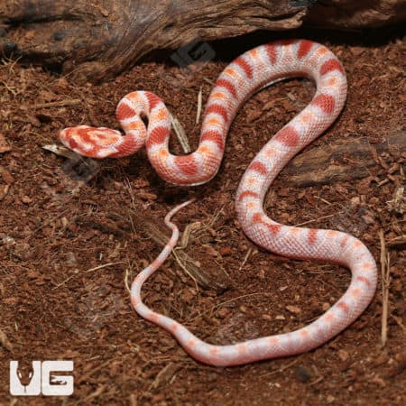 Baby Extreme Reverse Okeetee Cornsnakes (Pantherophis guttatus) for sale