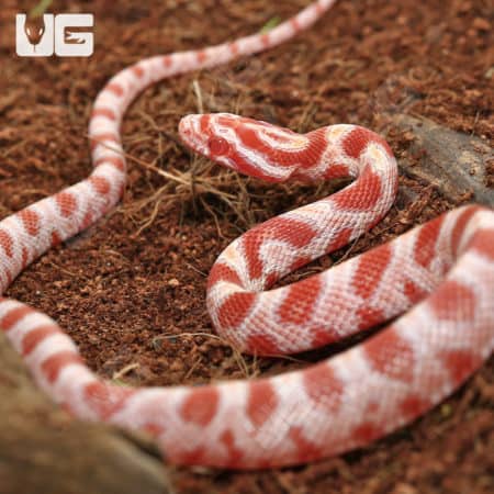 Baby Extreme Reverse Okeetee Creamsicle Cornsnakes (Pantherophis guttatus) For Sale - Underground Reptiles