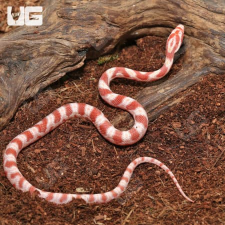 Baby Extreme Reverse Okeetee Creamsicle Cornsnakes (Pantherophis guttatus) For Sale - Underground Reptiles