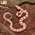 Baby Extreme Reverse Okeetee Creamsicle Cornsnakes (Pantherophis guttatus) For Sale - Underground Reptiles