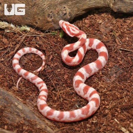 Baby Extreme Reverse Okeetee Creamsicle Cornsnakes (Pantherophis guttatus) For Sale - Underground Reptiles