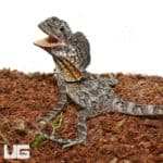 Baby Frilled Dragons (Chlamydosaurus kingii) For Sale - Underground Reptiles