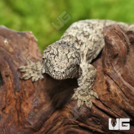 Baby GTX 66% Het Melanistic Leachianus Geckos (Rhacodactylus leachianus) For Sale - Underground Reptiles