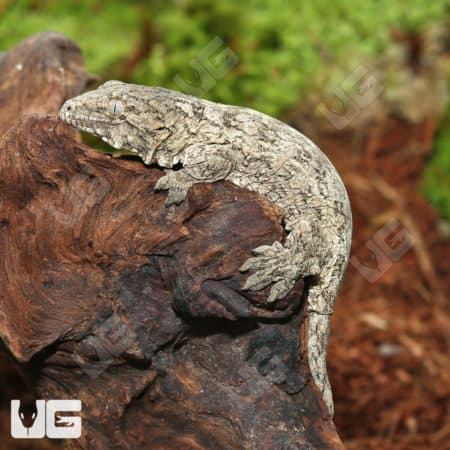 Baby GTX 66% Het Melanistic Leachianus Geckos (Rhacodactylus leachianus) For Sale - Underground Reptiles