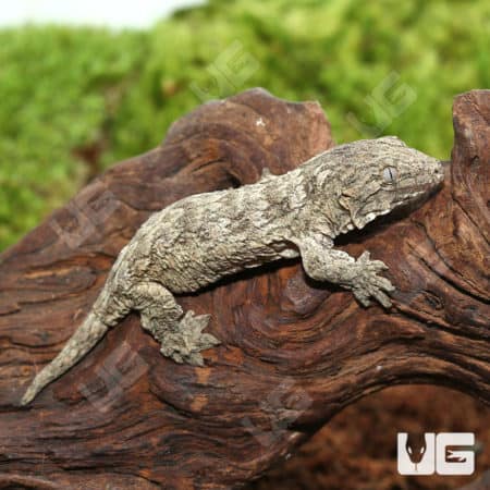 Baby GTX 66% Het Melanistic Leachianus Geckos (Rhacodactylus leachianus) For Sale - Underground Reptiles