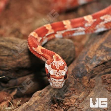 Baby Hypo Amel Cornsnakes (Pantherophis guttatus) For Sale - Underground Reptiles