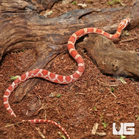 Baby Hypo Amel Cornsnakes (Pantherophis guttatus) For Sale - Underground Reptiles