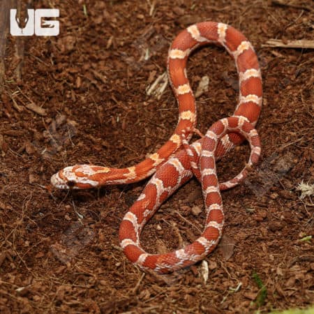 Baby Hypo Amel Cornsnakes (Pantherophis guttatus) For Sale - Underground Reptiles