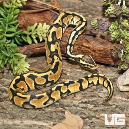 Baby Male Orange Dream Pastel Crypton Ball Python (#4)