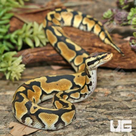 Baby Male Orange Dream Pastel Crypton Ball Python (#4)