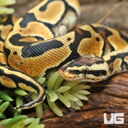 Baby Male Orange Dream Pastel Crypton Ball Python (#4)