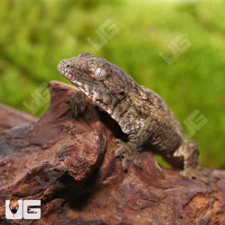 Melanistic Leachianus Gecko on wood branch.