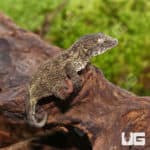 Baby Melanistic Leachianus Geckos (Rhacodactylus leachianus) For Sale - Underground Reptiles