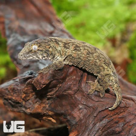 Baby Melanistic Leachianus Geckos (Rhacodactylus leachianus) For Sale - Underground Reptiles