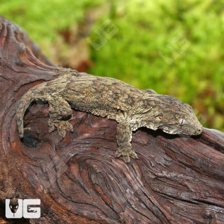 Baby Melanistic Leachianus Geckos (Rhacodactylus leachianus) For Sale - Underground Reptiles