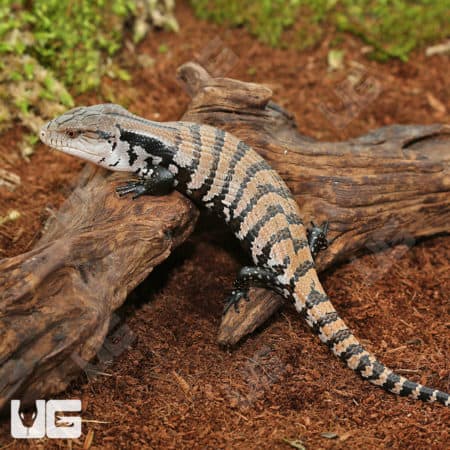 Baby Merauke Blue Tongue Skink on natural substrate with wood and greenery.